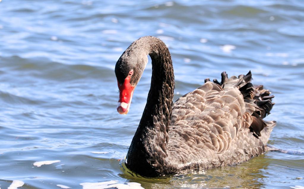 Black Swan Lakeside Boutique Hotel Rotorua Bagian luar foto